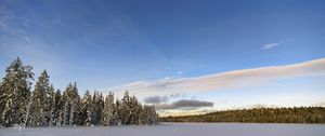 Preview wallpaper winter, field, spruces, snow, clouds, nature
