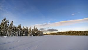Preview wallpaper winter, field, spruces, snow, clouds, nature