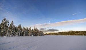 Preview wallpaper winter, field, spruces, snow, clouds, nature