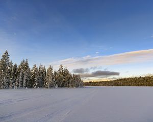 Preview wallpaper winter, field, spruces, snow, clouds, nature
