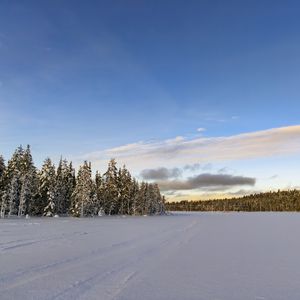 Preview wallpaper winter, field, spruces, snow, clouds, nature