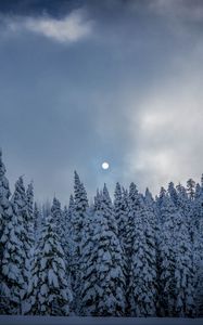 Preview wallpaper winter, fir, snow, forest