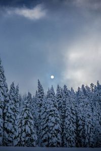 Preview wallpaper winter, fir, snow, forest