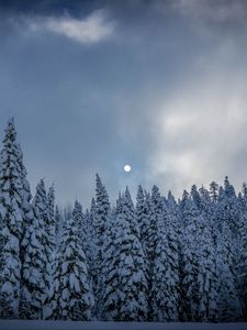 Preview wallpaper winter, fir, snow, forest