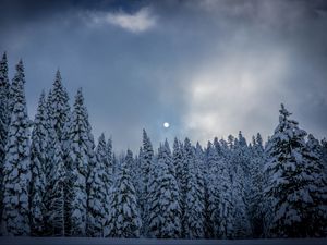 Preview wallpaper winter, fir, snow, forest