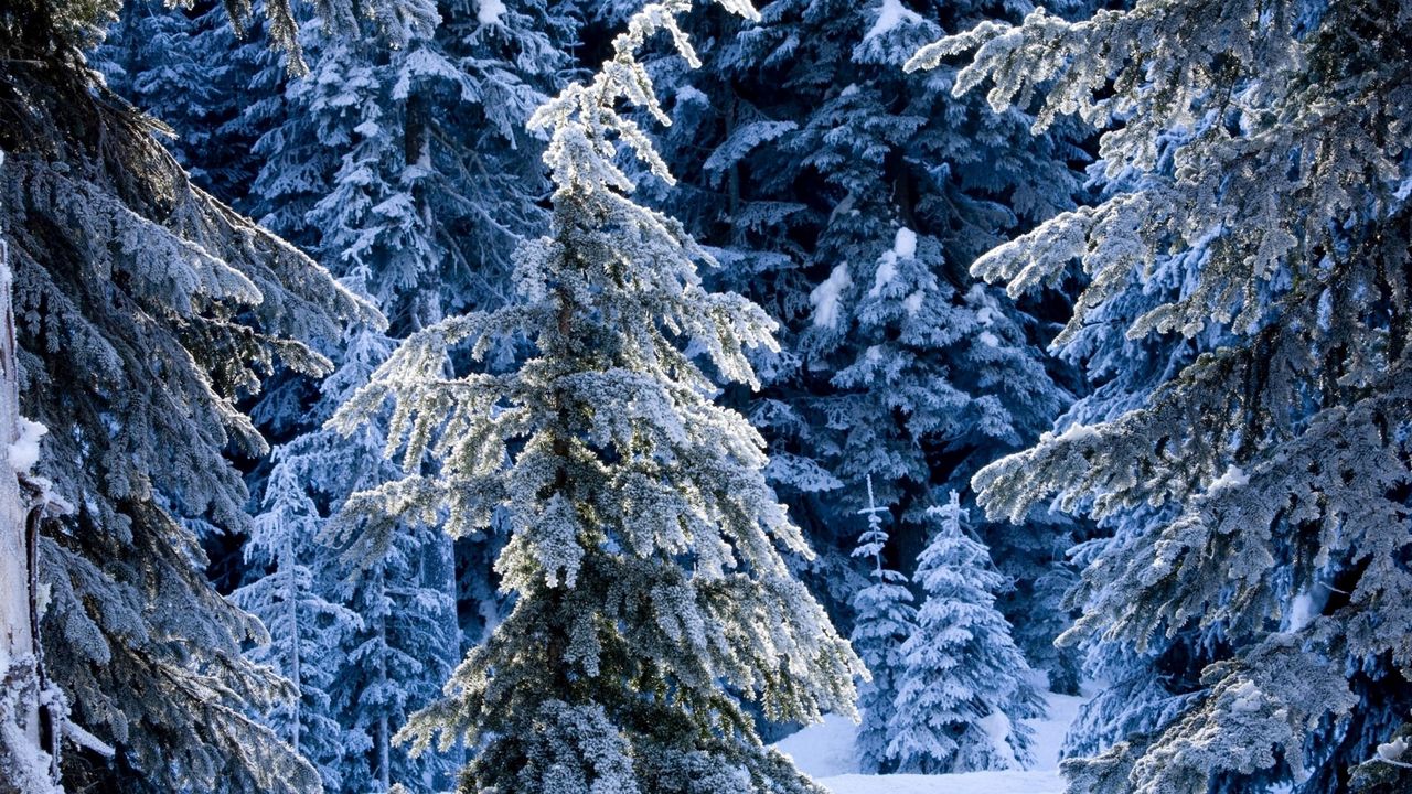 Wallpaper winter, fir-trees, pines, snow, silence, wood, coniferous