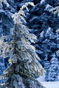 Preview wallpaper winter, fir-trees, pines, snow, silence, wood, coniferous