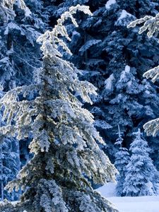 Preview wallpaper winter, fir-trees, pines, snow, silence, wood, coniferous