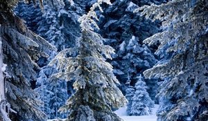 Preview wallpaper winter, fir-trees, pines, snow, silence, wood, coniferous