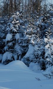 Preview wallpaper winter, fir-trees, snow, twilight, young growth