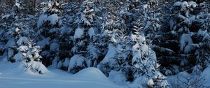 Preview wallpaper winter, fir-trees, snow, twilight, young growth