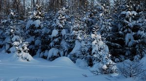 Preview wallpaper winter, fir-trees, snow, twilight, young growth