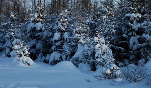 Preview wallpaper winter, fir-trees, snow, twilight, young growth