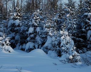 Preview wallpaper winter, fir-trees, snow, twilight, young growth
