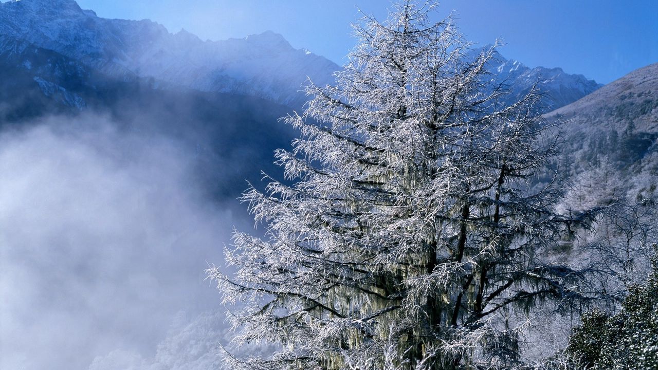 Wallpaper winter, fir-trees, top, fog, hoarfrost, icicles