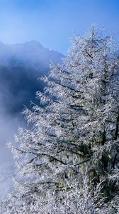 Preview wallpaper winter, fir-trees, top, fog, hoarfrost, icicles