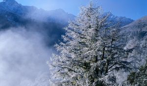 Preview wallpaper winter, fir-trees, top, fog, hoarfrost, icicles