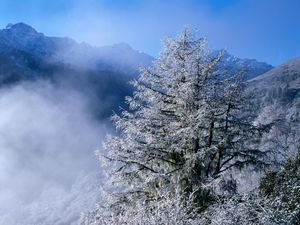 Preview wallpaper winter, fir-trees, top, fog, hoarfrost, icicles