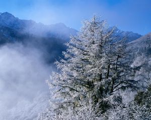 Preview wallpaper winter, fir-trees, top, fog, hoarfrost, icicles