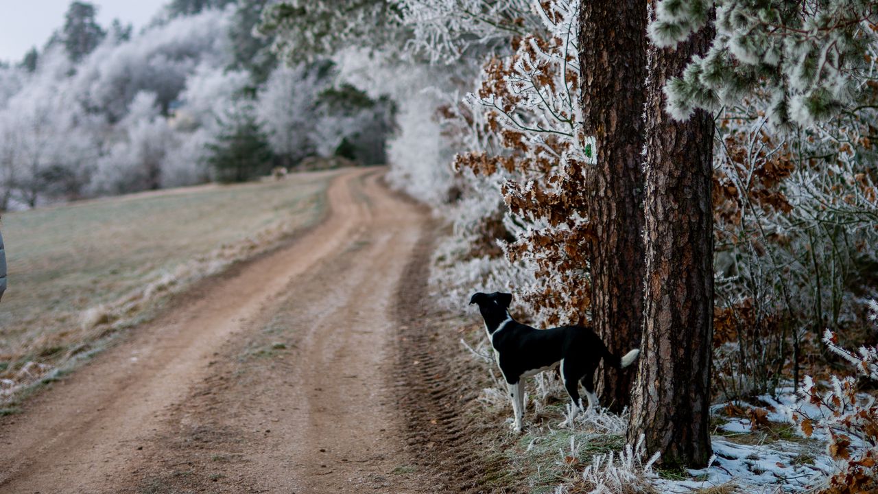 Wallpaper winter, forest, dog, frost, snow, road