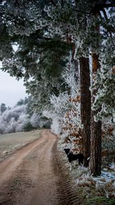 Preview wallpaper winter, forest, dog, frost, snow, road