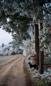 Preview wallpaper winter, forest, dog, frost, snow, road