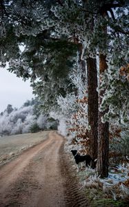 Preview wallpaper winter, forest, dog, frost, snow, road