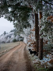 Preview wallpaper winter, forest, dog, frost, snow, road