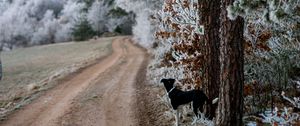 Preview wallpaper winter, forest, dog, frost, snow, road