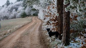 Preview wallpaper winter, forest, dog, frost, snow, road