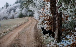 Preview wallpaper winter, forest, dog, frost, snow, road