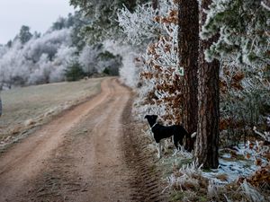 Preview wallpaper winter, forest, dog, frost, snow, road