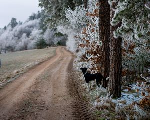 Preview wallpaper winter, forest, dog, frost, snow, road