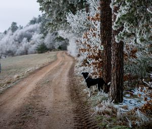 Preview wallpaper winter, forest, dog, frost, snow, road