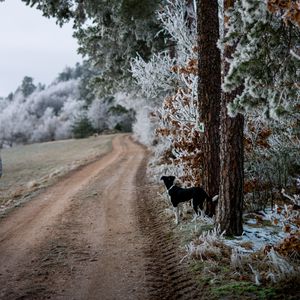 Preview wallpaper winter, forest, dog, frost, snow, road