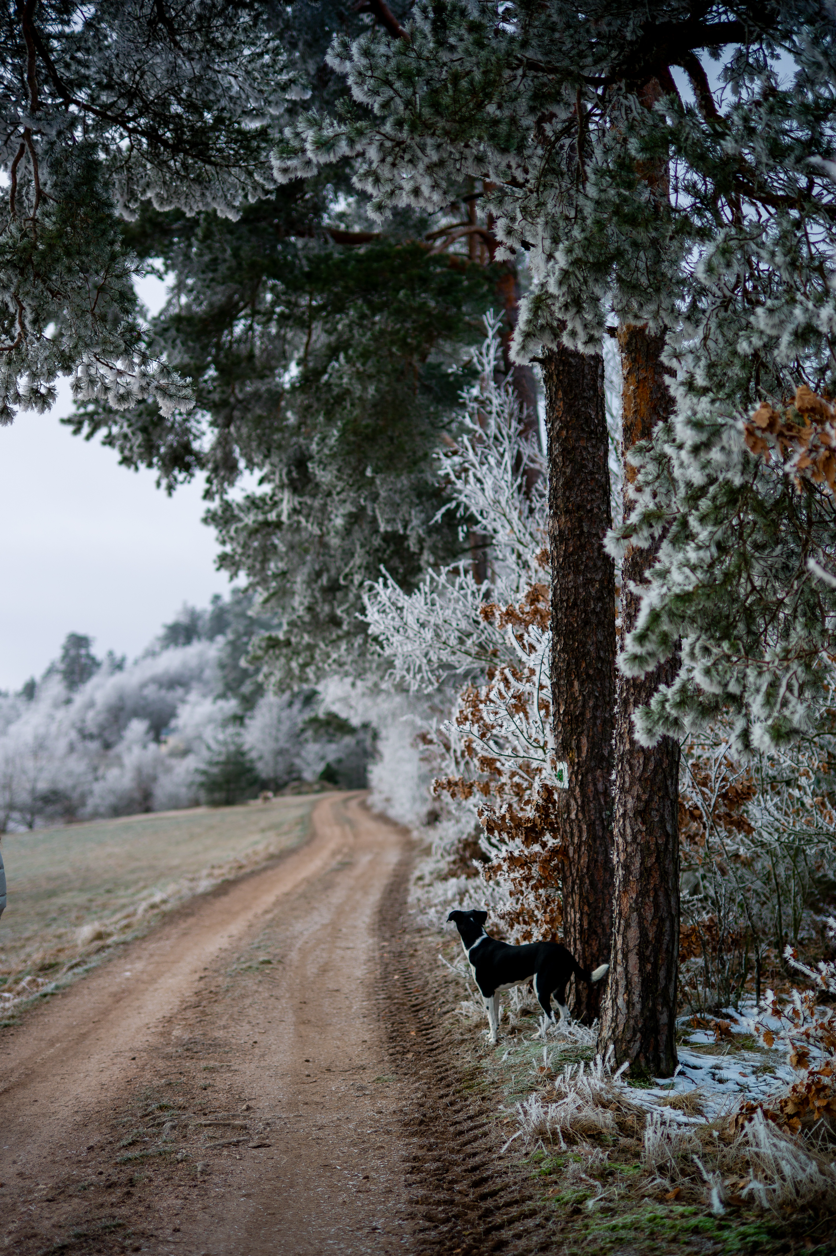 3468x5212 Wallpaper winter, forest, dog, frost, snow, road