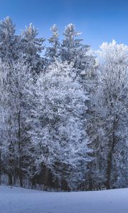 Preview wallpaper winter, forest, field, snow, nature