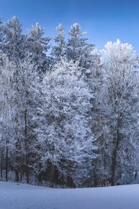 Preview wallpaper winter, forest, field, snow, nature