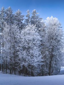 Preview wallpaper winter, forest, field, snow, nature