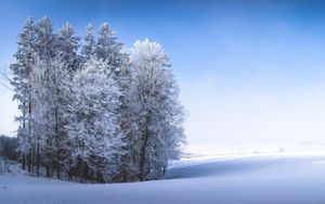 Preview wallpaper winter, forest, field, snow, nature