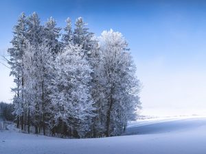 Preview wallpaper winter, forest, field, snow, nature