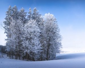 Preview wallpaper winter, forest, field, snow, nature