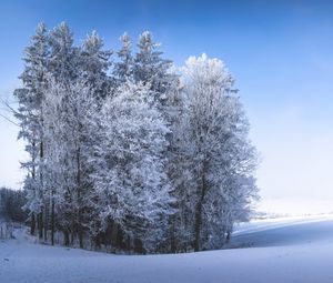 Preview wallpaper winter, forest, field, snow, nature