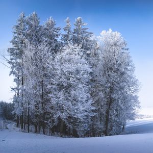 Preview wallpaper winter, forest, field, snow, nature