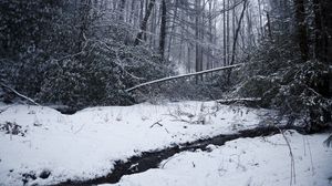 Preview wallpaper winter forest, forest, river, stream