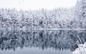 Preview wallpaper winter, forest, lake, snow, reflection