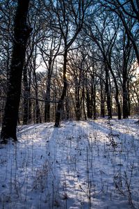 Preview wallpaper winter, forest, landscape