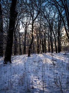 Preview wallpaper winter, forest, landscape