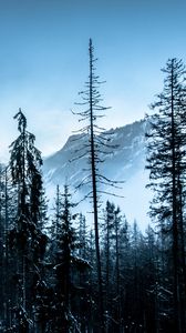 Preview wallpaper winter, forest, mountains, trees