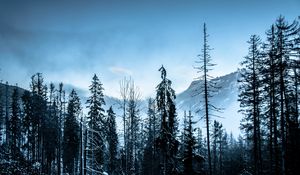 Preview wallpaper winter, forest, mountains, trees